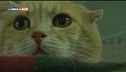 Gatti in comunità