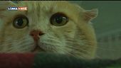 Gatti in comunità