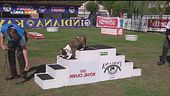 L'educa-cani