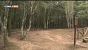 Foresta isolana