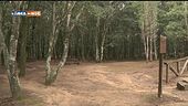 Foresta isolana