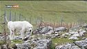 La fauna di Campo Silvano