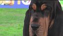 L'educa-cani