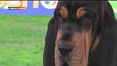 L'educa-cani