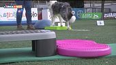 L'Educa-cani