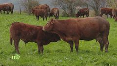 Puntata del 19 gennaio