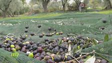 L'olio dop della Sabina