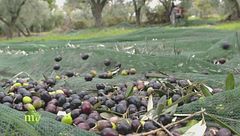 L'olio dop della Sabina