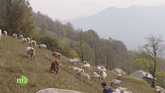 Puntata del 20 dicembre