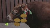 Campioni di razza