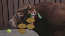 Campioni di razza