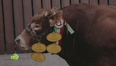 Campioni di razza