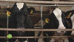 Puntata del 10 gennaio