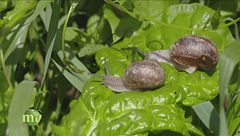 Allevamento di chiocciole