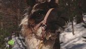 A passeggio con il lama