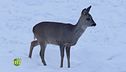 Gli animali della montagna