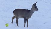 Gli animali della montagna