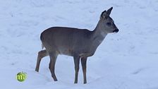 Gli animali della montagna