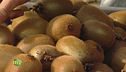 I kiwi
