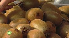 I kiwi