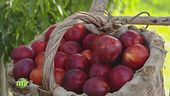 Nel cuore della frutta