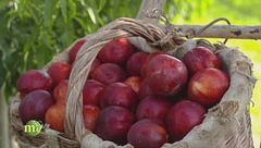 Nel cuore della frutta