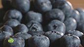 La coltivazione dei piccoli frutti
