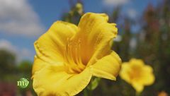 Come prendersi cura delle nostre piante