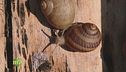 Eccellenze gastronomiche, allevamento di chiocciole