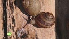 Eccellenze gastronomiche, allevamento di chiocciole