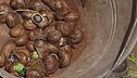 La raccolta delle chiocciole