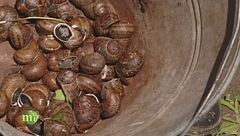 La raccolta delle chiocciole