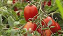 Emilia Romagna patria della coltivazione del pomodoro da industria