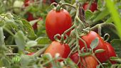 Emilia Romagna patria della coltivazione del pomodoro da industria