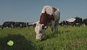 Animali liberi di pascolare