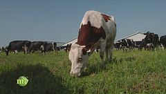 Animali liberi di pascolare