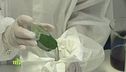 L'alga spirulina