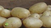 Diverse varietà di patate