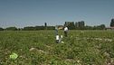 Un campo sperimentale di patate