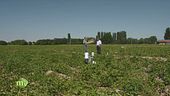 Un campo sperimentale di patate