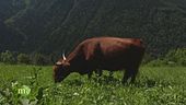 Gli Highlander e gli Yak