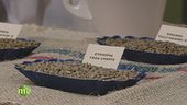 Caffè: arabica o robusta?