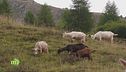 Amore per la montagna