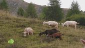 Amore per la montagna