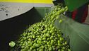 La raccolta delle olive e l'arrivo in frantoio