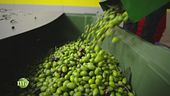 La raccolta delle olive e l'arrivo in frantoio