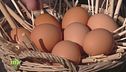 Uova biologiche e simbiotiche