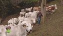 I pascoli di Frisia