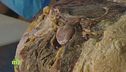 Il prosciutto stagionato nel fieno
