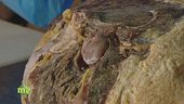 Il prosciutto stagionato nel fieno